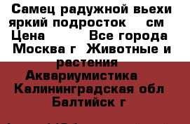 Самец радужной вьехи яркий подросток 15 см › Цена ­ 350 - Все города, Москва г. Животные и растения » Аквариумистика   . Калининградская обл.,Балтийск г.